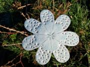 <div>Fleur d  extérieur</div>