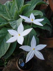 <div>Fleur dentelle à point jaune</div>